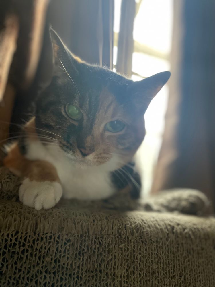 逆光のシマミケ猫