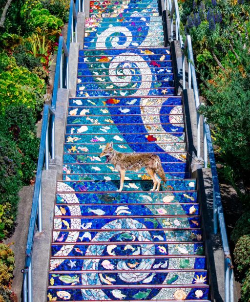 Photo of a yawning coyote standing in the middle of blue tiled steps in San Francisco 