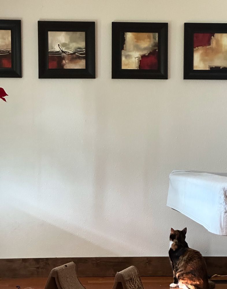 A calico-ish cat looking up at a series of paintings.