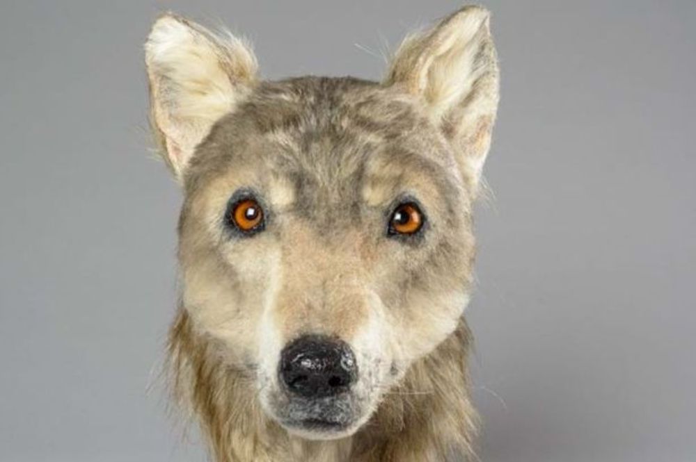 Here’s What Ancient Dogs Looked Like: A Forensic Reconstruction of a Dog That Lived 4,500 Years Ago