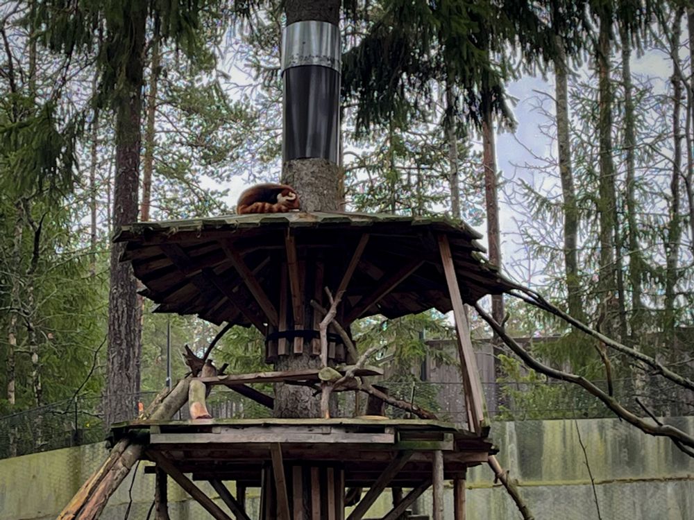 a red panda sleeping on the roof of a structure in it’s enclosure