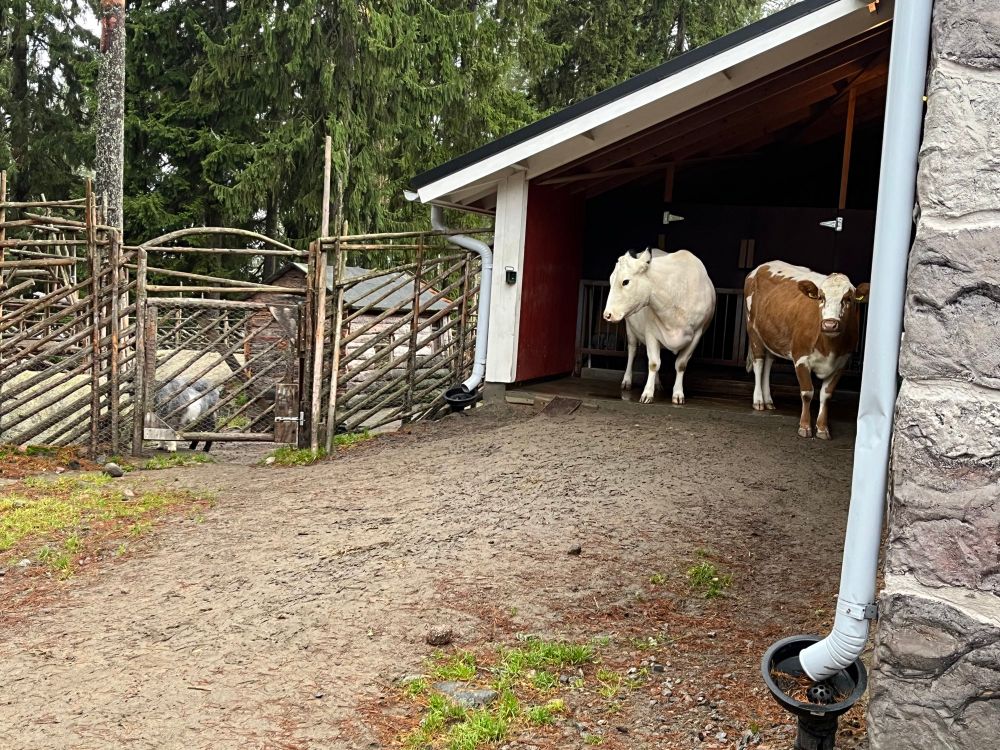 a white cow and a brown/white cow taking shelter from the rain at the entrance to the barn, some goats can be seen to the enclosure next door