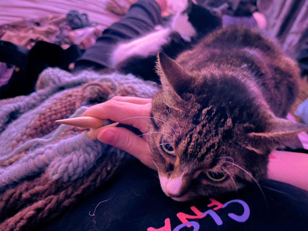 a second photo of the exact same arrangement but taken from a slightly higher point of view, revealing that Martta the tuxedo cat is also laying on my lap behind Mielikki, and Mielikki now looks increasingly annoyed at the paparazzi