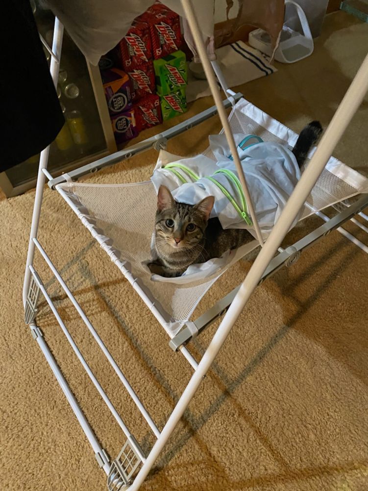 A brown tabby cat losing a fight with  laundry drying rack