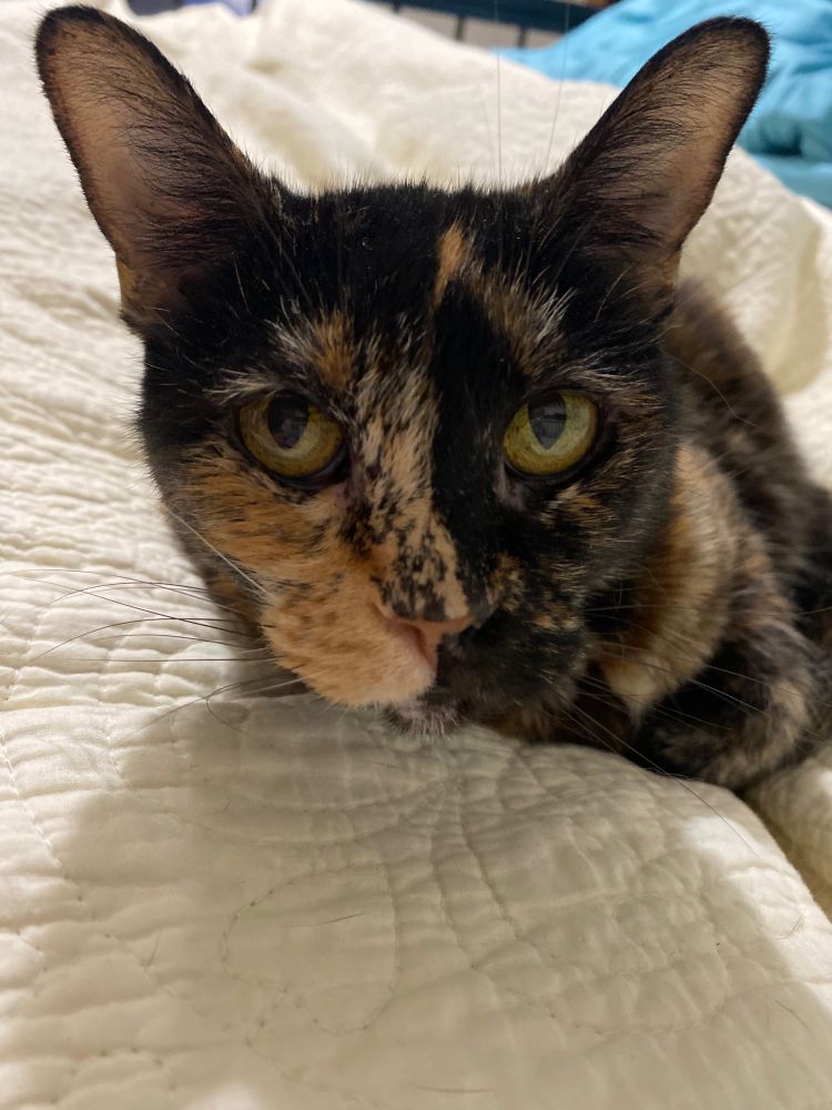 A close up of the face of a tortie cat with a half orange and half black face is annoyed at me for taking her photo and interrupting a solid nap