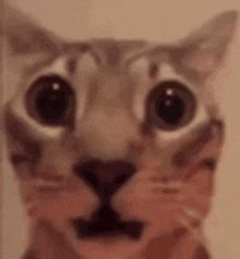 Cat with shocked expression 
