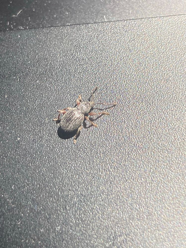 A photo of a weevil from the Otiorhynchus genus; a small brown/black beetle with a ridged abdomen. It is on a matte black surface. The angle of the photo shows the beetle from the top.