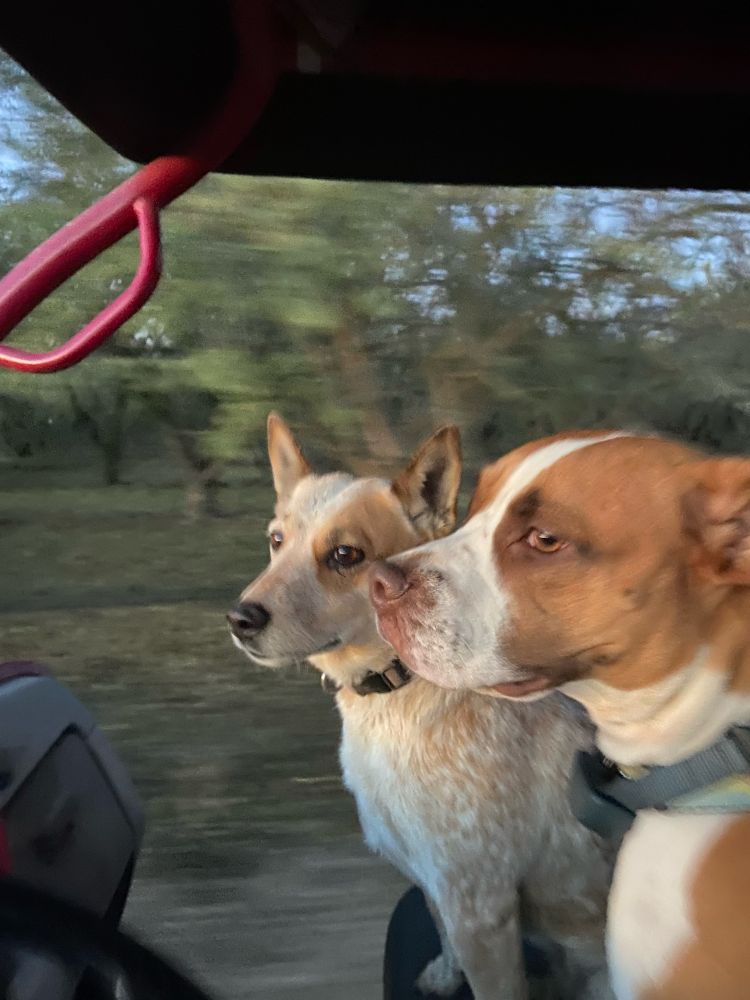 Rosie, a small red heeled dog, sitting next to Sukuna, a brown and white pitbull. They are both sitting on the front seat of a feed/farm cart. We’re moving