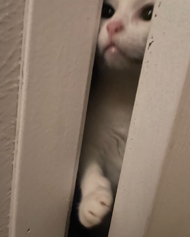 My cat Parcel trying to get inside my room. His plans thwarted by a creaked door 