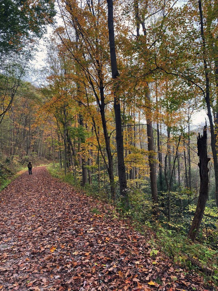 A man walking on a trail in a fall forest 