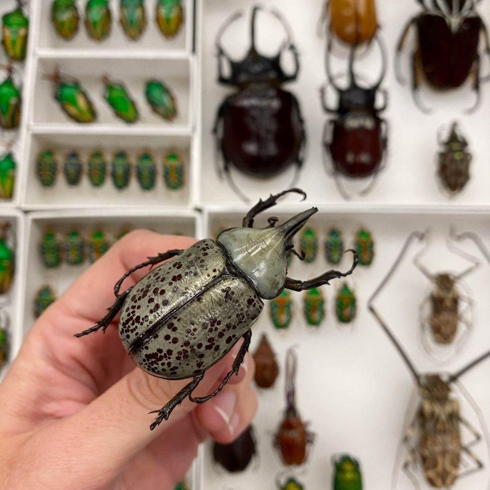 A hand holding a pinned Dynastine beetle over an entomological collection drawer containing several other pinned insect specimens