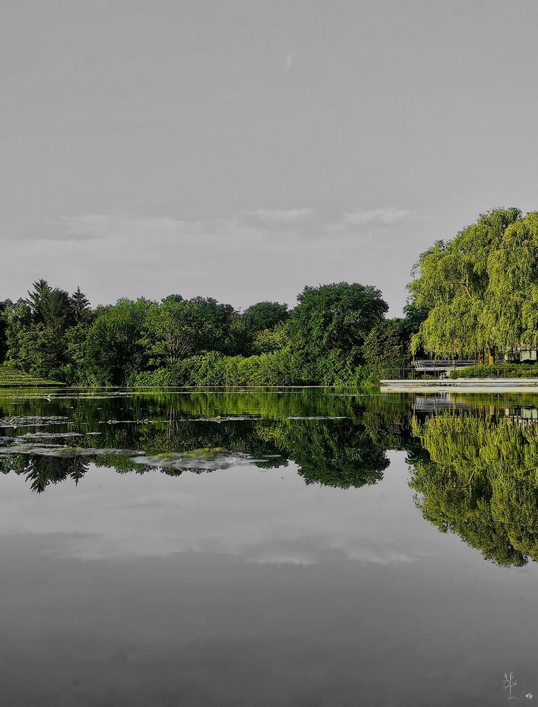 The image presents a serene landscape featuring a tranquil body of water reflecting the lush greenery of the trees along the shoreline. The trees, varying in species and size, create a dense and vibrant green canopy. The reflection in the water is almost symmetrical, capturing the trees and the pale and cloudy sky above. To the right, there is a hint of man-made structure, partially obscured by trees. The upper portion of the image is filled with a lightly clouded gray sky, which contrasts with the vivid colors of the foliage below.