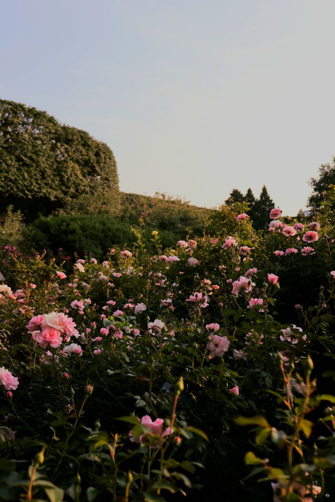 The image displays a lush garden filled with numerous pink roses in full bloom. The foreground is densely packed with vibrant, light pink roses, their petals open and delicate. The green leaves of the plants create a dense coverage, adding to the richness of the scene. In the background, a row of well-trimmed hedges is visible, with a slightly darker green hue. The sky above is clear and pale, suggesting a late afternoon or early morning light that casts a soft illumination over the garden.
