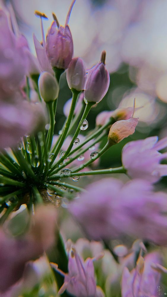 The image is a close-up view of delicate, small purple flowers with elongated buds. The petals are soft and appear slightly translucent, with gentle pink tones. The stems are slender and green, extending outward from the center. Dew droplets are visible on some of the stems, reflecting light and adding a sense of freshness to the scene. The background is softly blurred with pastel colors, enhancing the focus on the flowers.
