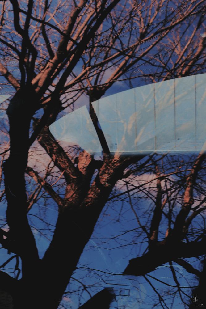 The image features a reflection of bare tree branches against a smooth, dark blue surface, possibly a window or glass facade. The branches, which dominate the image, are stark and intricate, with numerous bifurcations, creating a web-like pattern. They are tinged with a warm, brownish hue that contrasts against the vivid blue background. The overall composition is abstract, with the reflection creating an interplay of colors and shapes.
