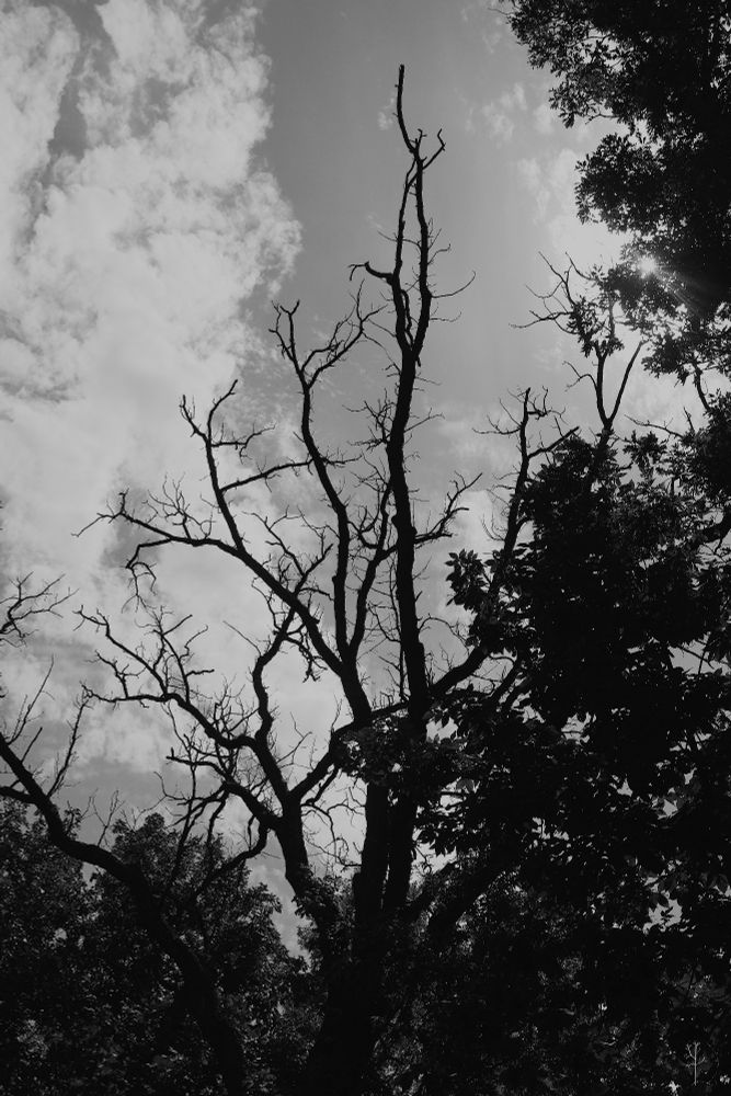 Silhouetted against a cloudy sky, a barren tree's twisted branches reach upward. The scene evokes a somber, atmospheric mood.