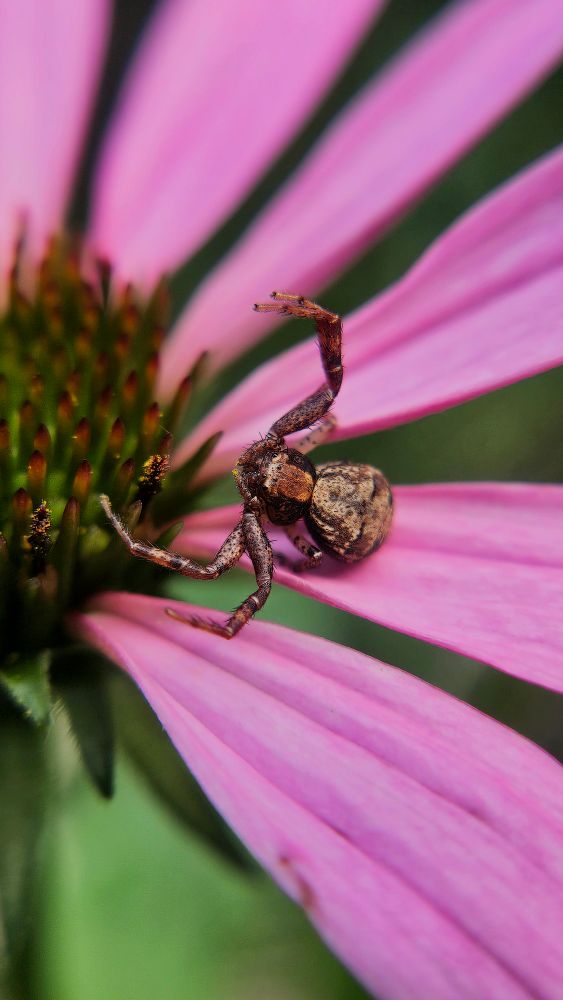 The image shows a close-up of a small spider on the petal of a bright pink flower. The spider is brown and has a textured body, with long, thin legs. Its body has distinctive patterns, blending with the natural colors. The flower petal is part of a larger bloom, with an array of narrow, pointed petals radiating outward. The central part of the flower is green with reddish-brown tips, creating a striking contrast with the pink petals. The background is blurred, focusing attention on the spider and the flower.