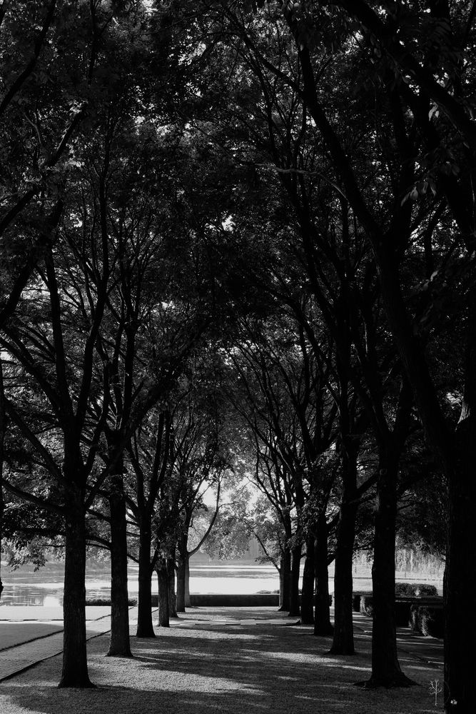 A black and white photograph captures a symmetrical tree-lined pathway, creating a dramatic tunnel of interlocking branches and dense foliage. The trees form dark silhouettes against the light filtering through from the open space at the end of the path. Dappled sunlight casts long shadows across the grass-covered ground, leading the eye toward a bright, reflective body of water in the distance. The image evokes a calm, contemplative mood, with a strong contrast between light and shadow emphasizing the natural archway formed by the trees. 