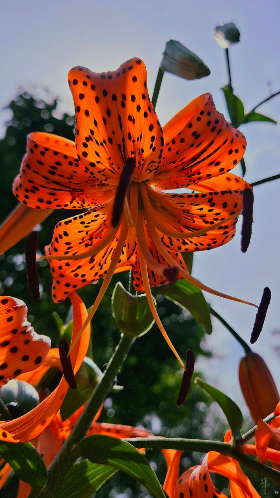 The image displays a close-up of a vibrant orange lily viewed from below. The flower's large petals are covered in prominent black spots and are backlit by sunlight, creating a glowing, translucent effect. The six petals curve gently outward, and the stamens extend downwards, featuring dark anthers. The background is slightly blurred, with hints of greenery and an overcast sky, providing a contrasting backdrop that emphasizes the flower's bright coloration.
