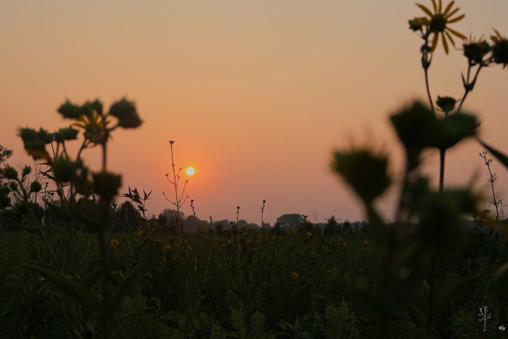 The image captures a serene sunset over a field, with the sun low on the right side of the horizon, casting a soft orange glow across the sky. Dark silhouettes of tall wildflowers are prominent in the foreground, slightly out of focus, creating a framing effect. The background shows a field with scattered wildflowers and trees lining the horizon under the dusky sky.