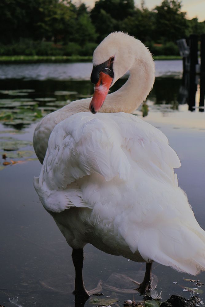 The image shows a white swan standing in shallow water near a pond's edge. The swan is preening its feathers with its beak turned towards its back. Its large, white wings have a soft, fluffy texture, and the swan’s neck is gracefully curved. The swan's beak is orange with a black base. In the background, there are calm water lilies on the pond, with blurred greenery and trees along the horizon as the background.