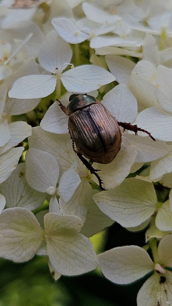 The image depicts a close-up view of a beetle resting on the petals of a white hydrangea flower. The beetle has a shiny, metallic green head and a hard, textured brown shell with distinct vertical ridges along its back. It is positioned prominently in the center of the image, with its legs grasping the delicate white petals. The hydrangea’s petals are clustered together, exhibiting a soft texture with subtle veins visible. The background is a slightly blurred mix of more white petals and green foliage, enhancing the focus on the beetle.