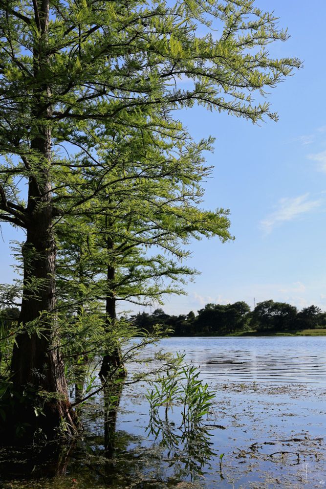A tranquil scene of a lakeside area on a sunny day. Tall, slender trees with delicate green leaves stand partially submerged in the calm, reflective water. The lake stretches out into the distance, with its surface dotted by aquatic plants and floating debris. In the background, a line of trees marks the far shore under a clear blue sky with a few wispy clouds, creating a peaceful and serene natural landscape.