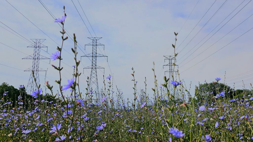 The image shows a field of wildflowers with prominent chicory, surrounded by tall green stems. In the background, there are three electrical transmission towers made of metal, towering above the field. The towers are connected by a series of parallel power lines stretching across the sky. The sky is a light blue with some clouds scattered across it. The overall scene captures the contrast between the natural landscape of flowers and the industrial presence of the towers.