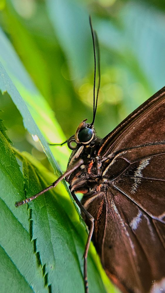 The image is a close-up of a butterfly resting on a green leaf. The focus is on the butterfly's head and upper body. The butterfly has dark brown wings with subtle white lines near the edge. Its antennae are long and slender, arching upward. The textured surface of the leaf is visible, showing small serrations and a vibrant green color. The background is softly blurred, with bright green and light blue hues, creating a sense of depth and natural setting.