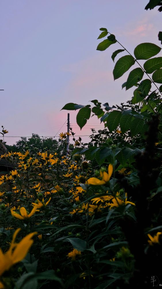The image depicts a vibrant garden scene at dusk. The foreground is filled with numerous yellow flowers with long, slender green stems and leaves. The upper portion of the image showcases large green leaves silhouetted against a soft, pastel sky, which transitions from light blue to hints of pink as the sun sets. In the midground, there is a utility pole with visible wires stretching across the image, along with silhouettes of trees and shrubbery, adding depth to the photograph.