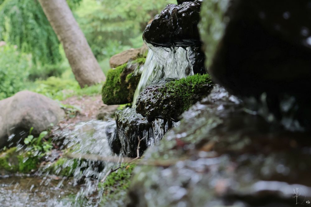 A small, serene waterfall cascades gently over moss-covered rocks in a tranquil forest setting. The water flows down multiple tiers of dark, glistening stones, creating a soft, bubbling stream below. The surrounding area is lush with greenery, including ferns, moss, and large tree trunks, evoking a peaceful, natural atmosphere. The image is taken at a low angle, emphasizing the texture of the rocks and the movement of the water, with a shallow depth of field that blurs the background gently.