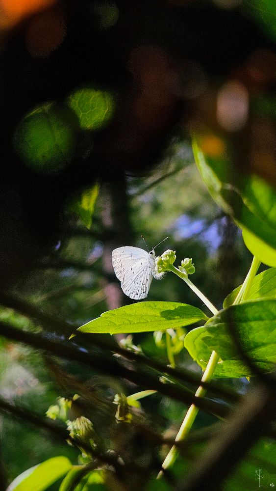 The image features a small white butterfly perched delicately on a budding green plant. The butterfly, with its wings closed, displays a subtle pattern of black spots against its light wings. The plant has vibrant green leaves and light-colored buds, suggesting new growth. In the foreground and background, blurred foliage creates a natural frame, with hints of sunlight filtering through, casting a warm glow. The background is a soft blur of greens, browns, and patches of light, indicating a natural setting such as a garden or forest.
