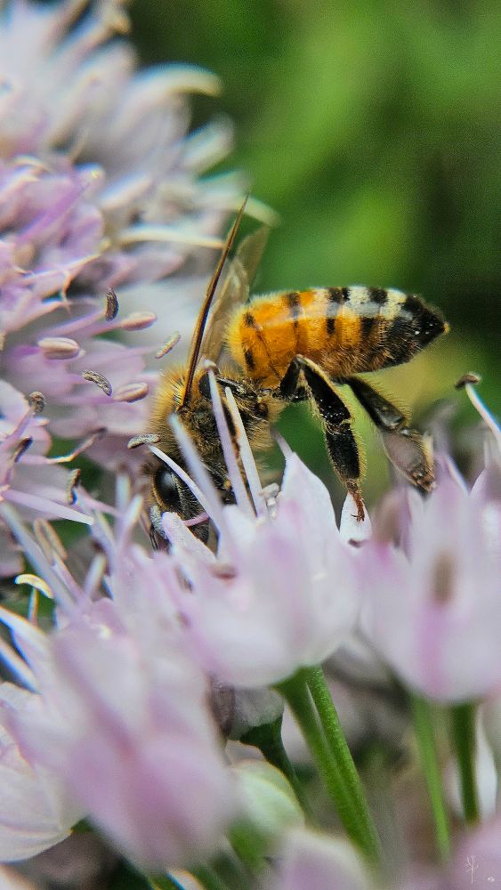 The image features a close-up view of a bee perched on a cluster of light purple flowers. The bee, with its orange-yellow and black striped body, is actively feeding, with its head buried in the flower petals. Its wings and furry thorax are visible, and the legs are gripping the delicate petals. The flowers are soft and feathery with elongated, slender petals radiating outwards. The background is softly blurred, consisting of green hues, which enhances the focus on the bee and the flowers