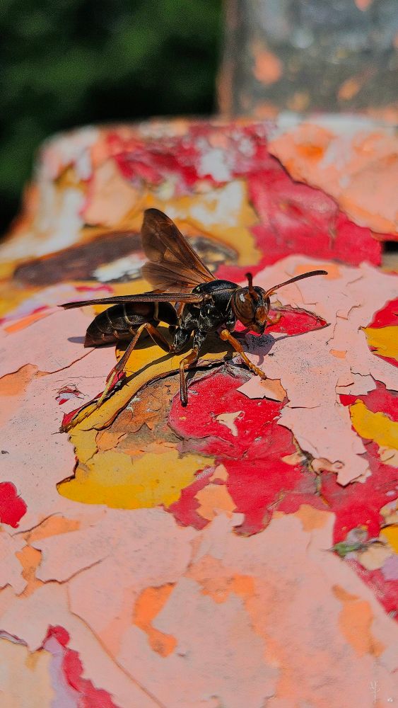 The image features a close-up view of a wasp perched on a fire hydrant with peeling paint. The wasp is positioned centrally, with its head facing to the right. Its body is dark brown with yellow stripes, and the wings are translucent with a slight brown tint. The surface beneath the wasp is a combination of vibrant red, orange, yellow, and pink hues, giving a textured and weathered appearance due to the peeling paint. The background is blurred, showing hints of green and brown, indicative of a natural setting.