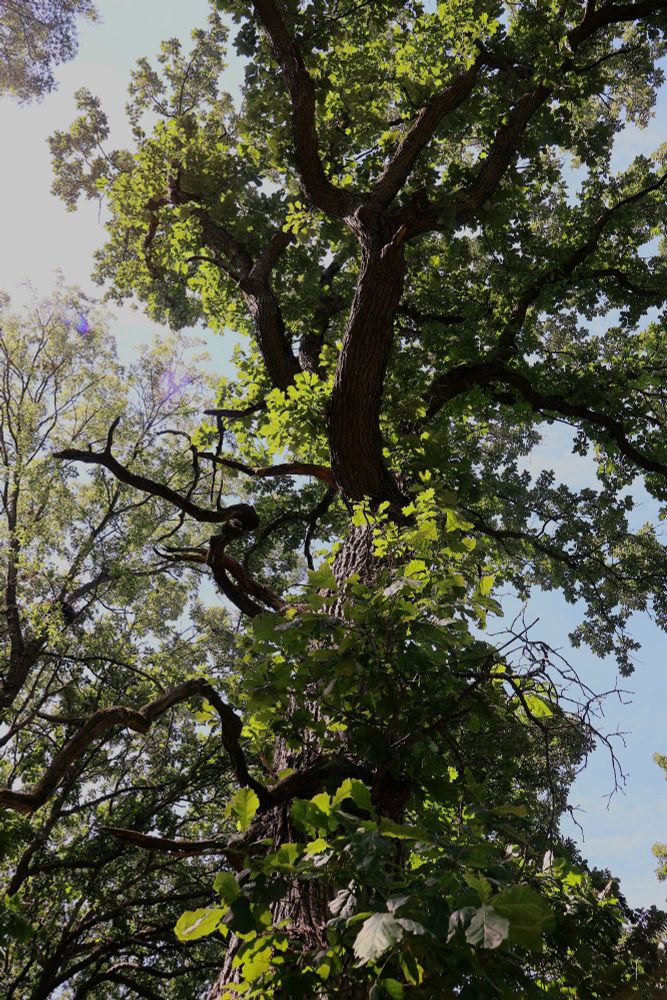 A towering tree is seen from a low angle, its thick, dark brown trunk stretching upward into a canopy of dense, vibrant green leaves. The branches twist and sprawl outward, creating an intricate network against a backdrop of a bright, partly cloudy sky. Sunlight filters through the foliage, casting dappled light and soft shadows on the leaves and bark. In the background, other trees with finer branches add depth and texture to the forest scene. The overall atmosphere is lush, serene, and filled with natural vitality.