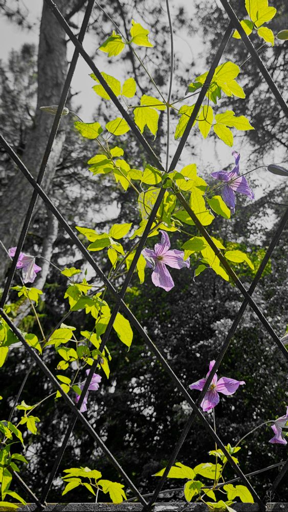 The image features a network of intersecting black metal bars forming a diamond pattern. Vibrant green leaves and purple flowers entwine the structure, standing out brightly against a desaturated background. The leaves are medium-sized with serrated edges, and the flowers are star-shaped with five delicate petals each. The backdrop is a blur of trees and foliage, rendered mostly in shades of gray, highlighting the colorful elements in the foreground.