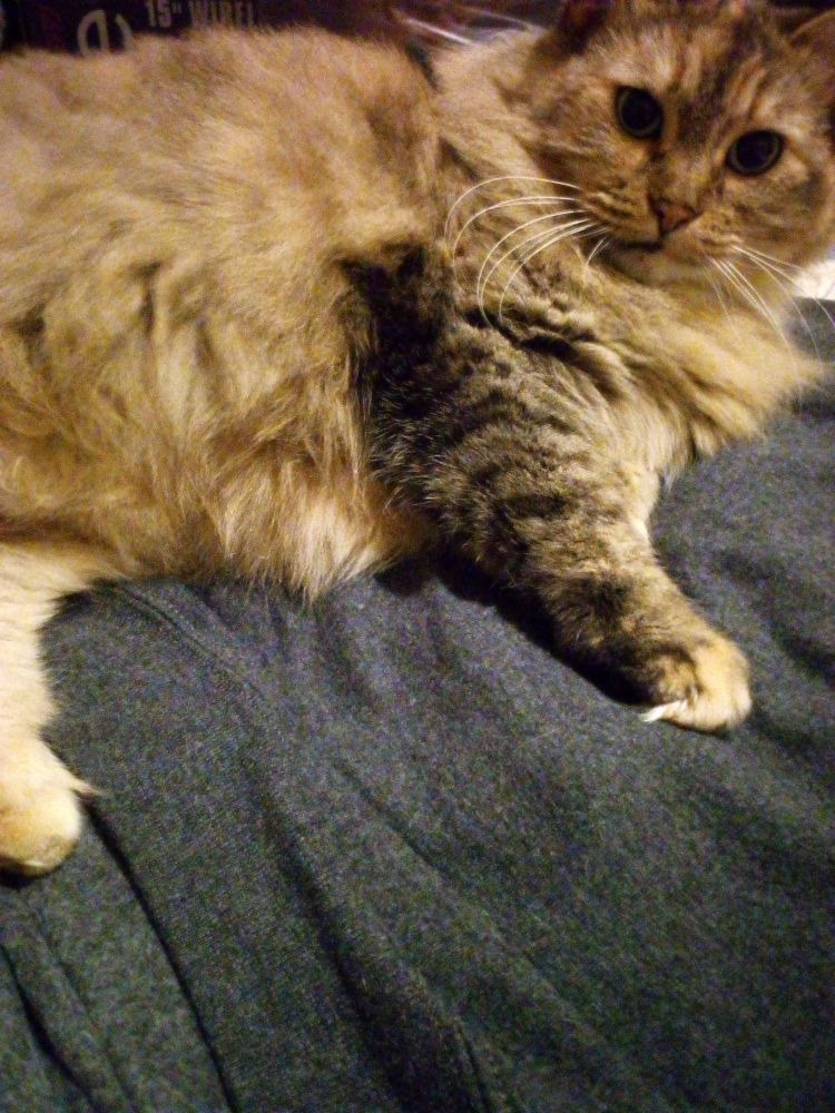 A multi colored long haired laying on a bed on her side looking into the camera