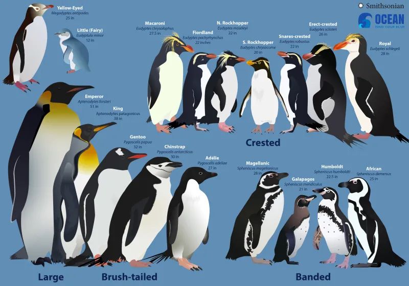 A poster showing the 18 different species of penguin, their distinctive colouring and shape, and their sizes. The largest, the Emperor Penguin, is a massive 51” (130cm) while the smallest, the Little or Fairy Penguin, is a still impressive 12” (30cm).

Source - https://ocean.si.edu/ocean-life/seabirds/how-big-do-penguins-get
