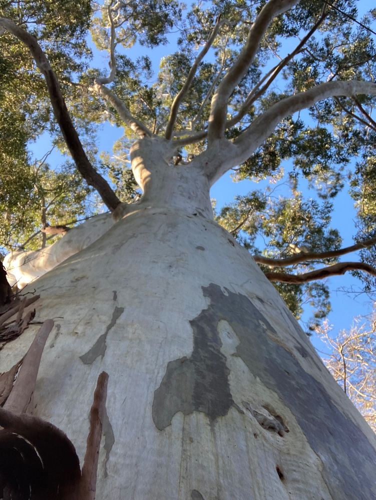 Looking up the trunk into the canopy of a Sydney bluegum. Clear blue sky above.