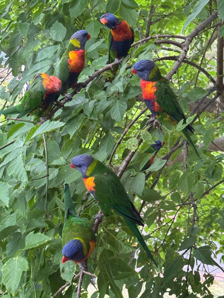 A small flock of rainbow lorakeets