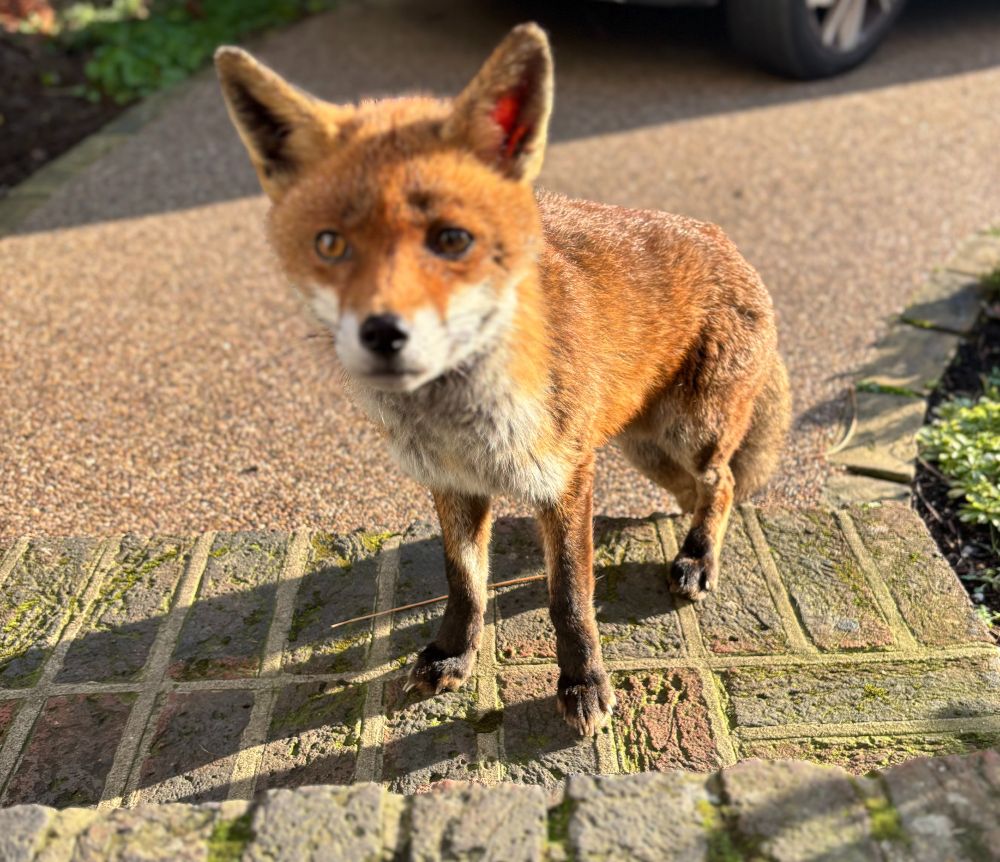 Small fox cub on a doorstep