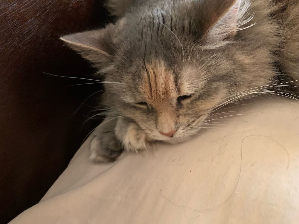 This is a close up photo of a sleeping Celeste- a long haired grey speckled cat, stretched out hogging the pillow at the head of the bed, with her head on her crossed paws, and her eyes closed in slumber. 
