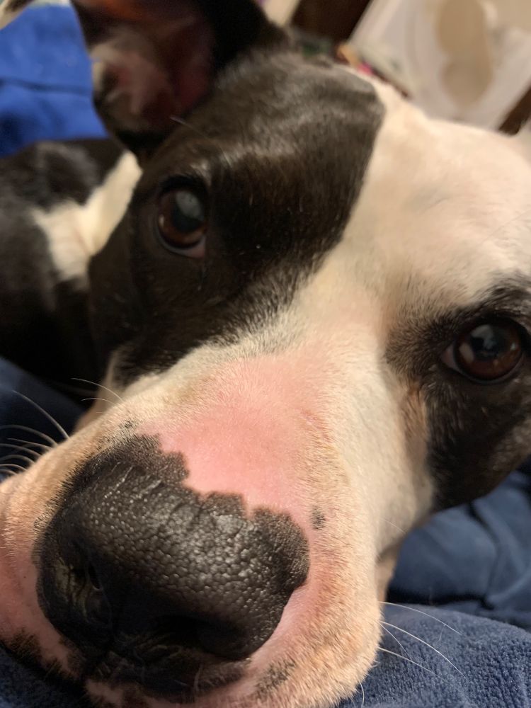 Close up and distorted view of Xoe’s face. She is a black and white pittbull mix, with a very large flattish head. The close up is so close up and angles from her huge nose, away to her peering eyes, that it gives her the appearance of a long straight snoot. Which she ain’t got. 