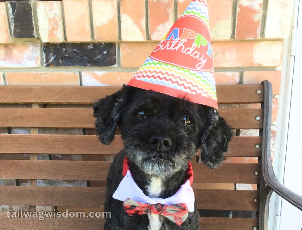 Henry, a black with white markings, rescue cockapoo, sits on a bench with a birthday hat and bowtie to celebrate his birthday. 