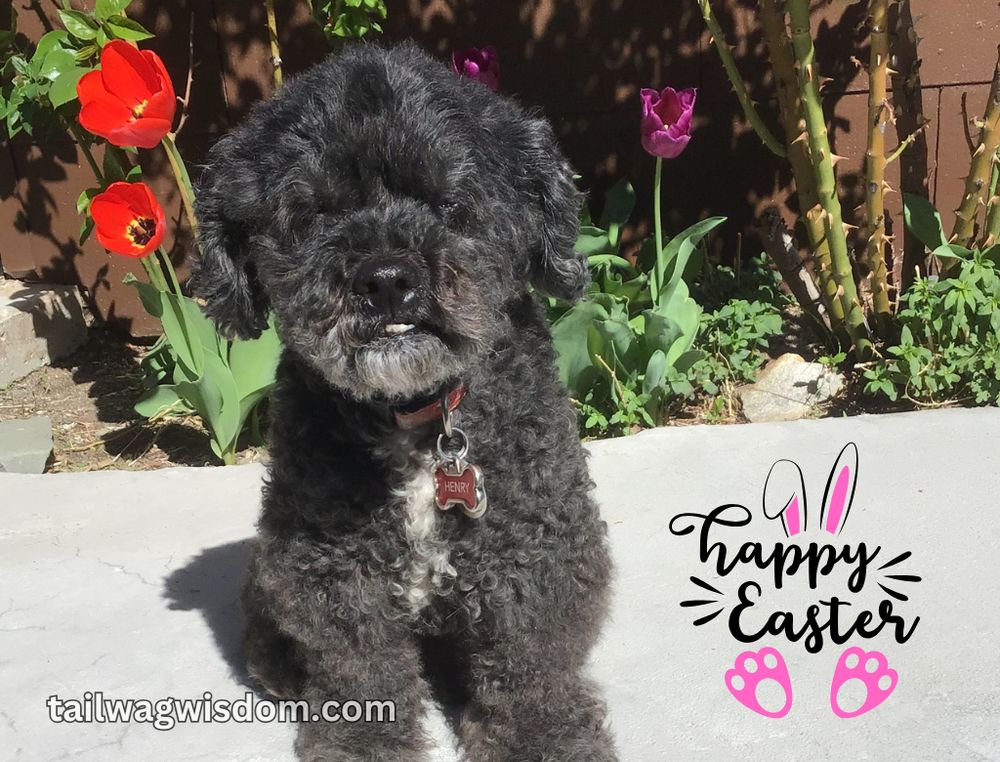 Henry, a black with white markings rescue cockapoo, sits in front of red and purple tulips with a smile. 