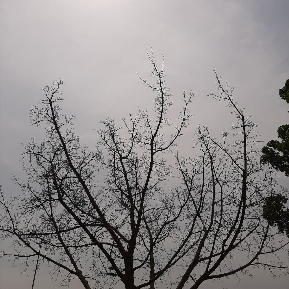 Bare branches celebrate the sun