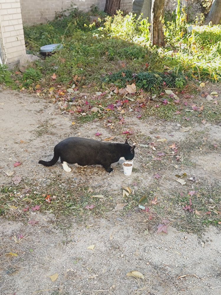 敷地内にいた猫。スタッフの方からご飯をもらって食べている。