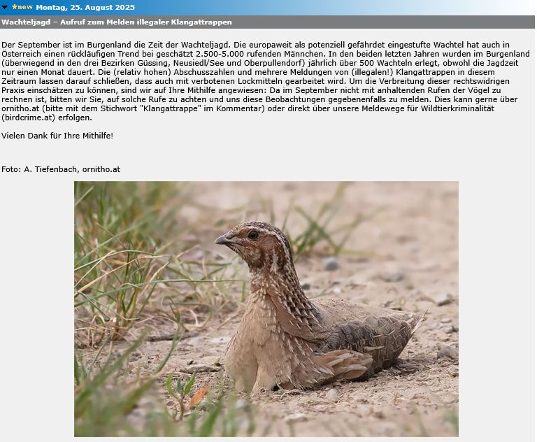 Der September ist im Burgenland die Zeit der Wachteljagd. Die europaweit als potenziell gefährdet eingestufte Wachtel hat auch in Österreich einen rückläufigen Trend bei geschätzt 2.500­-5.000 rufenden Männchen. In den beiden letzten Jahren wurden im Burgenland (überwiegend in den drei Bezirken Güssing, Neusiedl/See und Oberpullendorf) jährlich über 500 Wachteln erlegt, obwohl die Jagdzeit nur einen Monat dauert. Die (relativ hohen) Abschusszahlen und mehrere Meldungen von (illegalen!) Klangattrappen in diesem Zeitraum lassen darauf schließen, dass auch mit verbotenen Lockmitteln gearbeitet wird. Um die Verbreitung dieser rechtswidrigen Praxis einschätzen zu können, sind wir auf Ihre Mithilfe angewiesen: Da im September nicht mit anhaltenden Rufen der Vögel zu rechnen ist, bitten wir Sie, auf solche Rufe zu achten und uns diese Beobachtungen gegebenenfalls zu melden. Dies kann gerne über ornitho.at (bitte mit dem Stichwort 