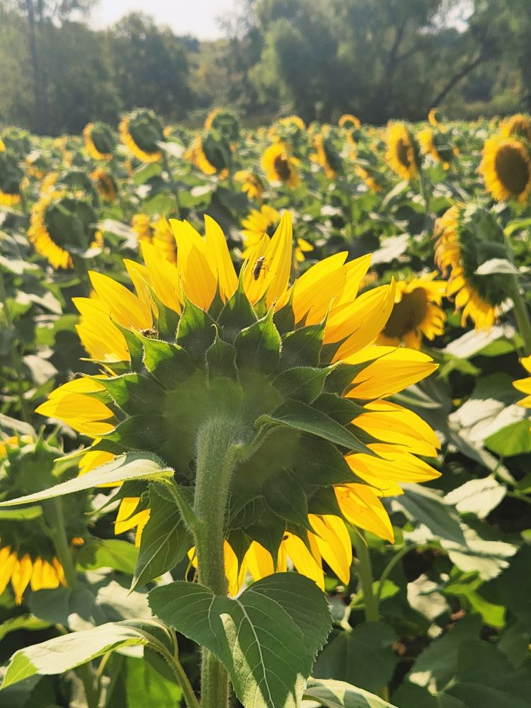 Back of a sunflower in a field. A row of trees in the distance.