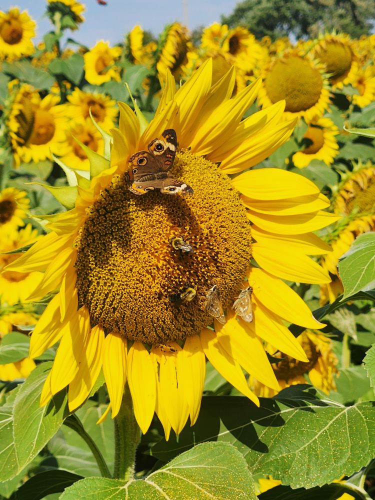 Front of a sunflower with butterflies and bees.
